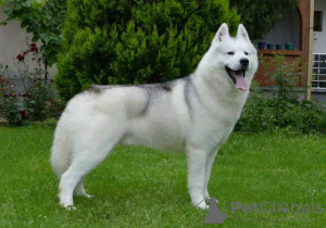 Photos supplémentaires: husky sibérien BEAU chien