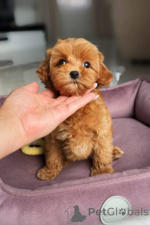 Photo №3. Une douce fille Maltaise. Allemagne