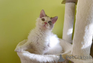 Photo №1. selkirk rex à poil ras - à vendre en ville de Escarpinage | 350€ | Annonce № 173646
