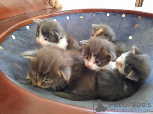 Photo №4. Je vais vendre maine coon en ville de Radomsko. éleveur - prix - 1500€