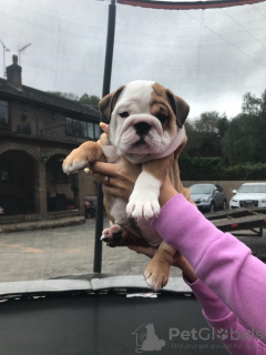 Photos supplémentaires: Chiots bouledogue anglais vaccinés disponibles à la vente