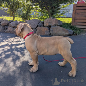Photo №4. Je vais vendre boerboel en ville de Alavus. éleveur - prix - 542€