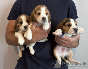 Photo №1. beagle - à vendre en ville de Tucson | 473€ | Annonce №100365