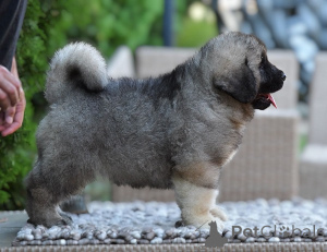 Photo №3. Chien de berger du Caucase. Serbie