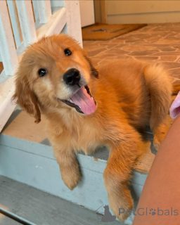 Photo №2 de l'annonce № 139177 de la vente golden retriever - acheter à Hongrie annonce privée, éleveur