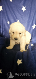 Photo №1. golden retriever - à vendre en ville de Paris | négocié | Annonce №143146