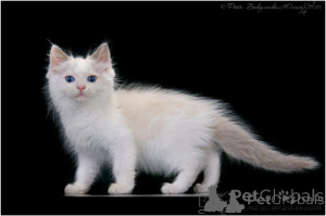 Photo №2 de l'annonce № 158670 de la vente ragdoll - acheter à Emirats Arabes Unis 
