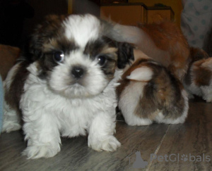 Photo №1. shih tzu - à vendre en ville de Berlin | 320€ | Annonce №90359