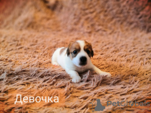 Photo №3. Chiots Jack Russell Terrier. Fédération de Russie