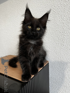 Photo №1. maine coon - à vendre en ville de Pyatigorsk | 1078€ | Annonce № 155991