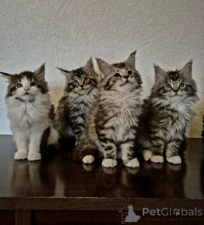 Photo №1. maine coon - à vendre en ville de Limbourg | Gratuit | Annonce № 167178