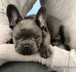 Photo №1. bouledogue - à vendre en ville de Дюрбюи | négocié | Annonce №120287