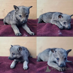 Photo №2 de l'annonce № 85651 de la vente chien-loup tchécoslovaque - acheter à Serbie annonce privée