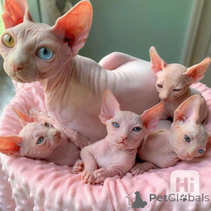 Photo №1. sphynx - à vendre en ville de Ansubrg | 378€ | Annonce № 149572