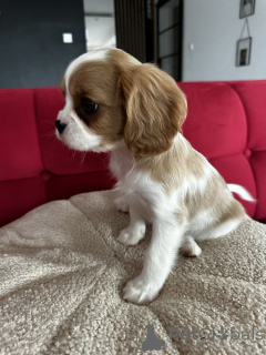 Photo №2 de l'annonce № 160198 de la vente cavalier king charles spaniel - acheter à Allemagne annonce privée