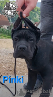 Photo №3. Chiots Cane Corso. Serbie