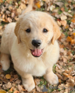 Photo №3. Rencontrez Cooper, le golden boy au cœur aussi chaud que son manteau !. Irlande