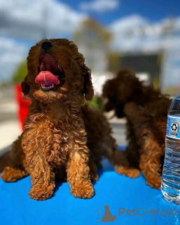 Photo №1. caniche (nain) - à vendre en ville de Saint Pölten | 850€ | Annonce №161890