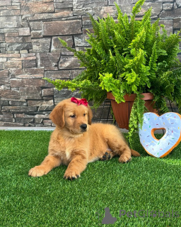 Photo №3. Chiots Golden Retriever intelligents, aimants et faciles à dresser. Allemagne