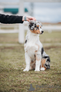 Photo №3. Magnifique chiot berger australien. Biélorussie