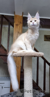 Photo №4. Je vais vendre maine coon en ville de Sydney. annonce privée - prix - négocié