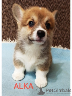 Photo №4. Je vais vendre welsh corgi en ville de Валево.  - prix - 550€