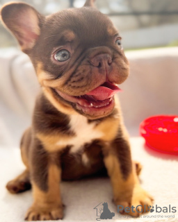 Photo №2 de l'annonce № 48253 de la vente bouledogue - acheter à Belgique 