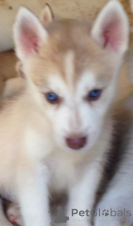 Photo №2 de l'annonce № 172201 de la vente husky de sibérie - acheter à France annonce privée