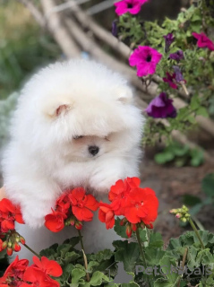 Photo №3. Pomeranie a vendre. Suisse