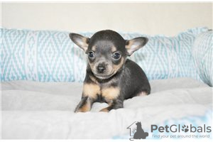 Photo №3. Adorables chiots Chihuahua en adoption gratuite. Allemagne