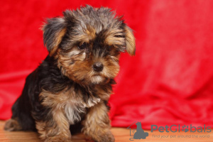 Photo №2 de l'annonce № 48694 de la vente yorkshire terrier - acheter à USA annonce privée