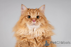 Photo №2 de l'annonce № 166040 de la vente  - acheter à Fédération de Russie de l'abri