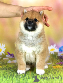 Photo №4. Je vais vendre shiba en ville de Minsk. de la fourrière, éleveur - prix - négocié