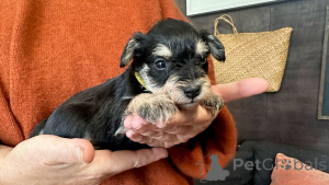 Photo №1. pinscher miniature - à vendre en ville de Linz | 598€ | Annonce №144486
