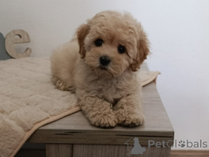 Photo №1. maltipu - à vendre en ville de Belgrade | négocié | Annonce №144294