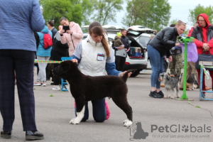 Photos supplémentaires: SAO (chien de berger d'Asie centrale)