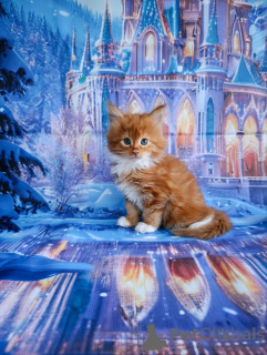 Photo №4. Je vais vendre maine coon en ville de Lobnia. annonce privée - prix - 916€