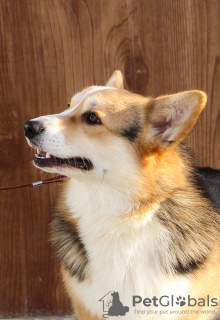 Photo №4. Je vais vendre welsh corgi en ville de Balakovo. annonce privée - prix - négocié