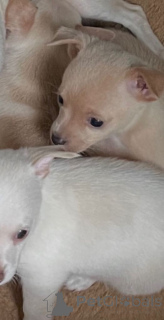 Photo №2 de l'annonce № 166930 de la vente chien bâtard - acheter à Pays Bas annonce privée