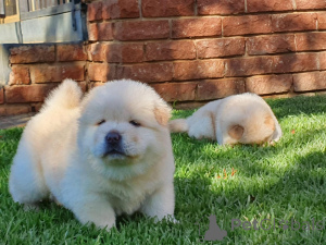 Photo №4. Je vais vendre chow-chow en ville de Calgary.  - prix - négocié