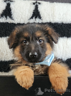 Photo №2 de l'annonce № 161637 de la vente berger australien - acheter à France annonce privée