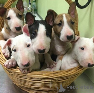 Photo №1. bull terrier - à vendre en ville de Heshkili | négocié | Annonce №174918