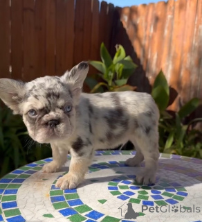 Photo №1. bouledogue - à vendre en ville de Kerker | 350€ | Annonce №175585