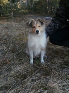 Photo №1. shetland (chien) - à vendre en ville de Minusinsk | 284€ | Annonce №1789