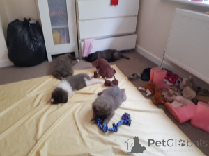 Photo №3. Chiots bergers du Caucase. Danemark