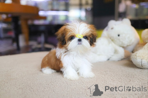 Photo №3. Dean Janet Kay Puppies House. USA