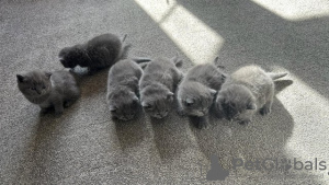 Photo №1. british shorthair - à vendre en ville de Wiesbaden | 350€ | Annonce № 108607