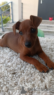Photo №4. Je vais vendre pinscher miniature en ville de Minsk. annonce privée - prix - négocié