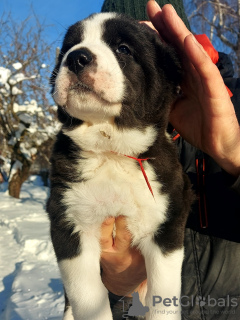 Photo №4. Je vais vendre berger d'asie centrale en ville de Фаниполь. éleveur - prix - 481€