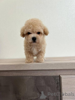 Photo №1. chien bâtard - à vendre en ville de Borisov | négocié | Annonce №166826